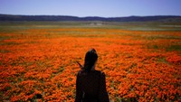 Seorang turis, Elena Ivanov melihat hamparan bunga popi di Lancaster, California, AS, Rabu (30//3/2022). Desir angin, bau nektar bunga dengan lansekap 3 dimensi merupakan kisah dunia nyata yang sulit ditemui di layar virtual. Healing. (AP Photo/Jae C. Hong)