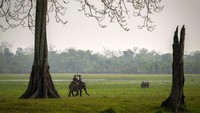 Pawang mengendarai gajah di Taman Nasional Kaziranga, Assam, India, Minggui (27/3/2022). Bau rumput liar dan udara lembab sulit tergantikan oleh teknologi maupun rekayasa digital. (AP Photo/Anupam Nath)