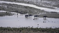 Suku nomaden, Gujjar menggembalakan ternak di seberang sungai Tawi di pinggiran Jammu, India, Kamis, (31/3/2022). Banyak keindahan yang tiba-tiba hadir begitu saja, terkadang perlu disentuh atau sekedar mengecap lewat mata. Di dunia nyata, semua berjalan apa adanya. (AP Photo/Channi Anand)