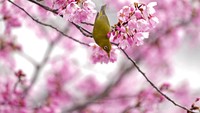 Burung Mejiro, meminum nektar bunga sakura di Tokyo, Jepang, Rabu, (23/3/2022). Momen cantik ini akan terlewat jika terlalu asik dengan gawai, bukan? (AP Photo/Shuji Kajiyama)