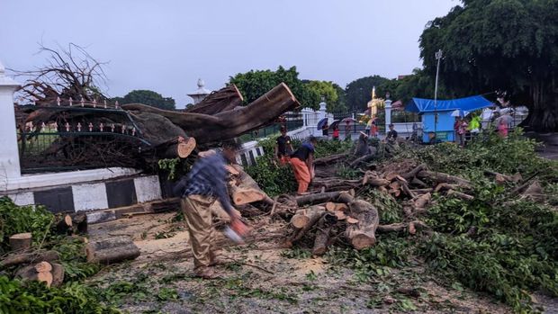 Petugas membersihkan pohon beringin di Alun-alun Utara Jogja yang tumbang, Jumat (1/4/2022).