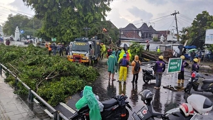 Petugas membersihkan pohon beringin di Alun-alun Utara Jogja yang tumbang, Jumat (1/4/2022).