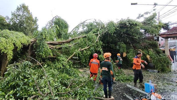 Pohon tumbang di Kota Kediri