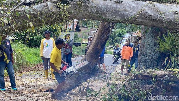 Proses evakuasi pohon keramat di Tana Toraja.