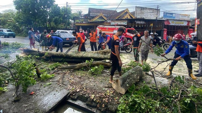 Proses evakuasi pohon tumbang di Trenggalek