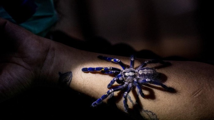 Tarantula
