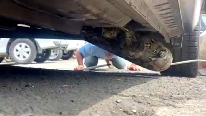 Ular sanca 3 meter bersembunyi di kolong mobil ditangkap warga (Dok. Istimewa)