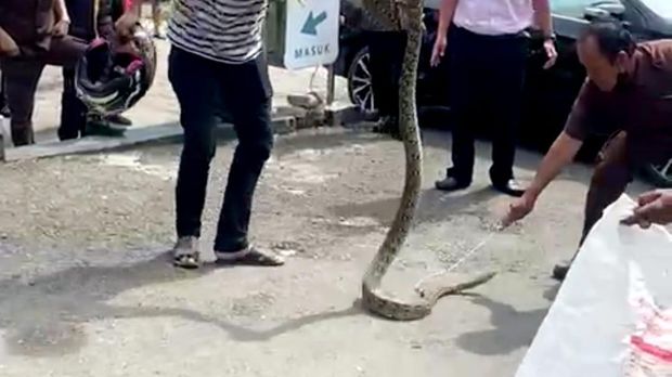 Ular sanca 3 meter bersembunyi di kolong mobil ditangkap warga (Dok. Istimewa)