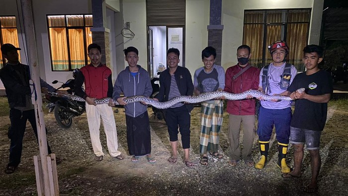 Ular sanca sepanjang 4,5 meter dievakuasi di Ponpoes Asadiyah Wajo.