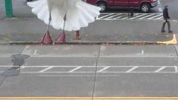 Terlihat seperti burung raksasa. Foto: Brightside