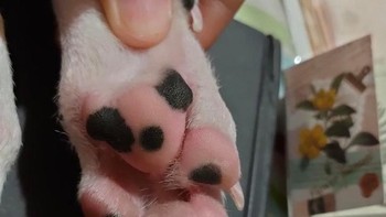 Bagian telapak anak anjing ini memiliki bintik-bintik yang menyerupai boneka beruang. Foto: Brightside