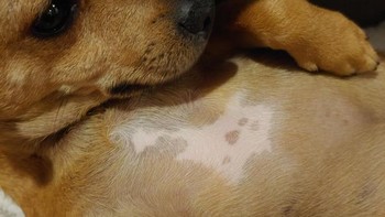 Tanda lahir anjing ini seperti penampakan hantu. Foto: Brightside