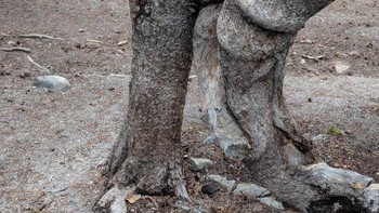 “Pohon ini yang terlihat seperti seorang pria yang siap untuk mulai berlari.” Foto: Brightside
