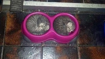 Duh lucunya meringkuk berdua. Foto: Bored Panda