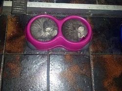 Tingkah Lucu Kucing yang Tertangkap Kamera, Gemas!