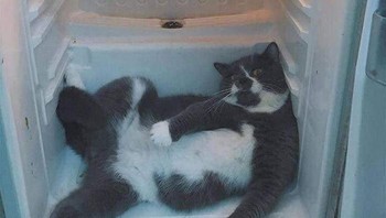 Si kucing gerah, lagi ngadem. Foto: Bored Panda