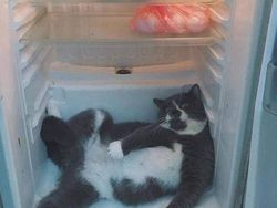 Tingkah Lucu Kucing yang Tertangkap Kamera, Gemas!