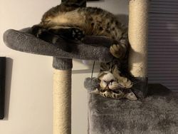 Tingkah Lucu Kucing yang Tertangkap Kamera, Gemas!