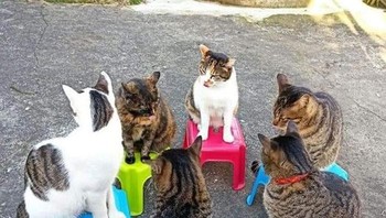 Nongkrong para kucing. Foto: Bored Panda
