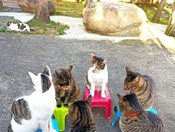 Tingkah Lucu Kucing yang Tertangkap Kamera, Gemas!