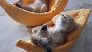 Berjemur Matahari pagi. Foto: Bored Panda