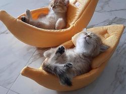 Tingkah Lucu Kucing yang Tertangkap Kamera, Gemas!