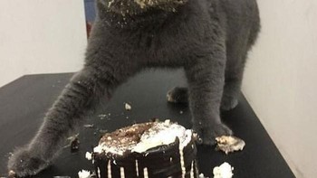 Duh, belepotan gitu! Foto: Bored Panda