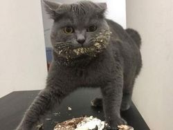 Tingkah Lucu Kucing yang Tertangkap Kamera, Gemas!