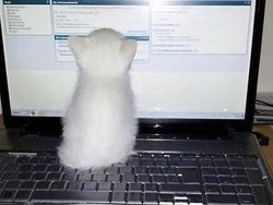 Tingkah Lucu Kucing yang Tertangkap Kamera, Gemas!