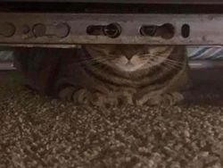 Tingkah Lucu Kucing yang Tertangkap Kamera, Gemas!