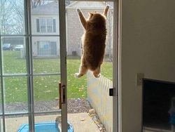 Tingkah Lucu Kucing yang Tertangkap Kamera, Gemas!