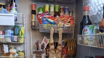 Hayo, mau ambil makanan ya? Foto: Bored Panda