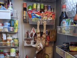 Tingkah Lucu Kucing yang Tertangkap Kamera, Gemas!