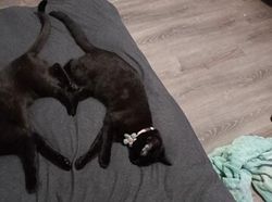 Tingkah Lucu Kucing yang Tertangkap Kamera, Gemas!