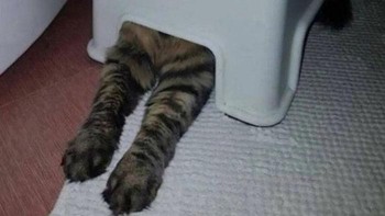 Bikin kaget! Foto: Bored Panda