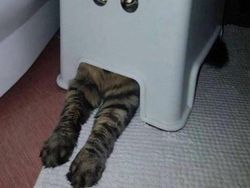 Tingkah Lucu Kucing yang Tertangkap Kamera, Gemas!