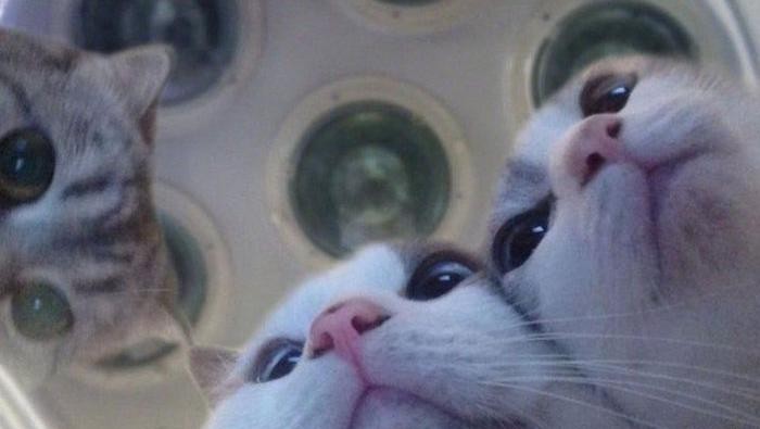Kucing lucu