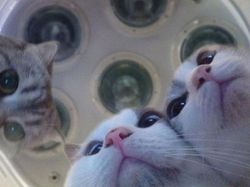 Tingkah Lucu Kucing yang Tertangkap Kamera, Gemas!