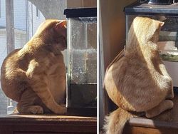 Tingkah Lucu Kucing yang Tertangkap Kamera, Gemas!