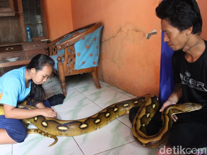 pasutri hobi pelihara ular sanca