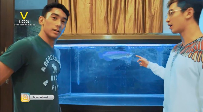 Saat mampir ke rumah Marini dan bertemu Daffa, Verrell terkagum dengan salah satu hiasan di rumah tersebut. Ada akuarium berisi ikan arwana yang disebutnya berharga fantastis.  (Foto: YouTube/VRL Bramasta)