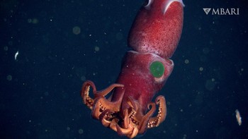 Ilmuwan menemukan cumi-cumi stroberi (Histioteuthis heteropsis) di zona remang-remang bawah laut, di lepas pantai California, Amerika Serikat. Bentuknya sangat aneh seperti monster atau alien karena punya satu mata hijau besar menyala. Foto: (Monterey Bay Aquarium Research Institute)