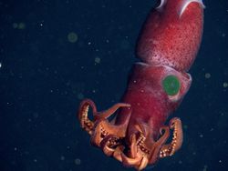 Mungkin Ini Cumi Paling Aneh di Dunia