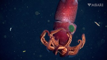 cumi-cumi ini punya 1 mata besar warna hijau dan 1 mata kecil. Mata besar warna hijau ini diduga untuk mendeteksi mangsa di dalam gelapnya lautan. Foto: (Monterey Bay Aquarium Research Institute)