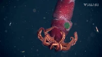 Cumi Stroberi Bermata Hijau Seperti Alien