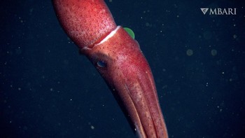 Cumi-cumi dengan mata alien ini panjangnya cuma 13 cm. Dia ditemukan di kedalaman 725 meter di bawah permukaan laut di Monterey Canyon. Foto: (Monterey Bay Aquarium Research Institute)