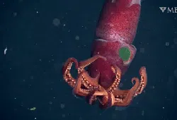 Mungkin Ini Cumi Paling Aneh di Dunia