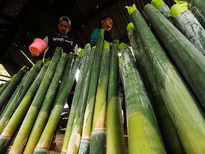Melihat Pembuatan Lemang Bambu Khas Ramadan
