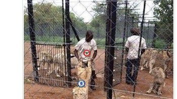 Mimpi buruk Chelsea yang gagal garang di kandang sendiri. Foto: Twitter