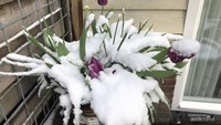 Bunga tulip yang mulai bermekaran di musim semi pun tertutup salju.
